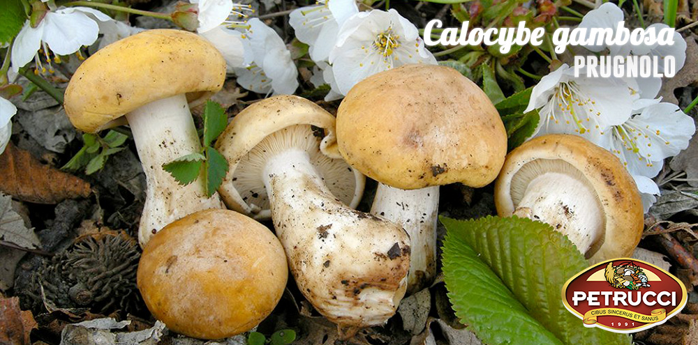 Calocybe-gambosa-prugnolo-fungo-commestibile-