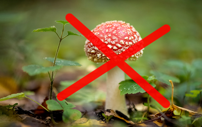 I funghi Bosco Mar sono sicuri? Posso accidentalmente trovarne uno velenoso?