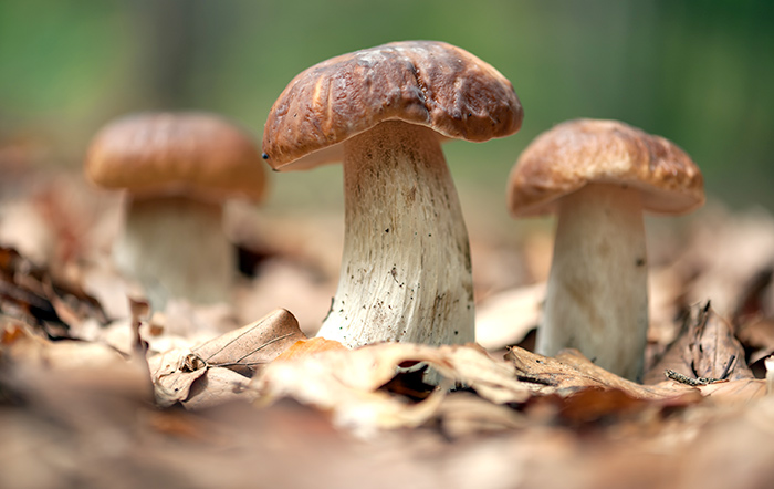 Larve nei funghi porcini: ci sono rischi per la salute?