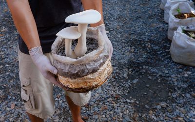 Si possono coltivare i funghi?
