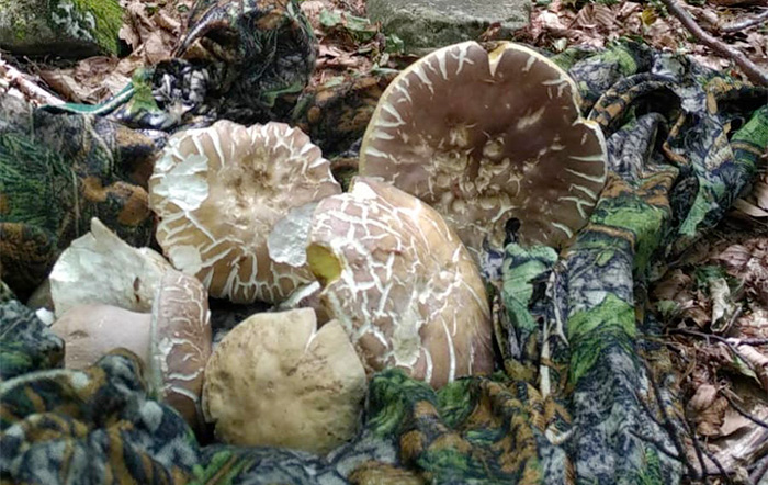 Un’estate torrida…e i funghi?